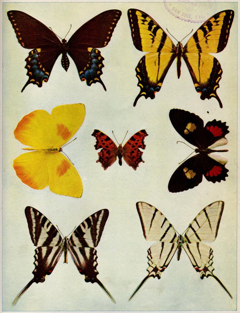 Birds Illustrated Butterflies 0402