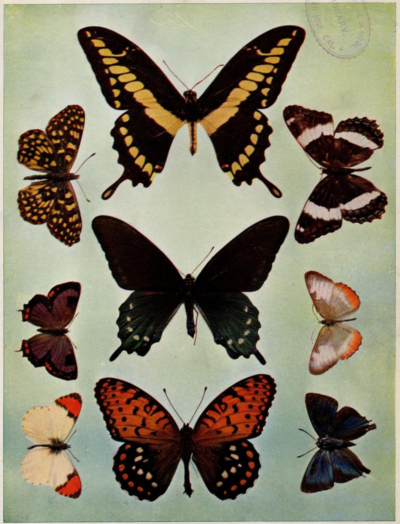 Birds Illustrated Butterflies 0403