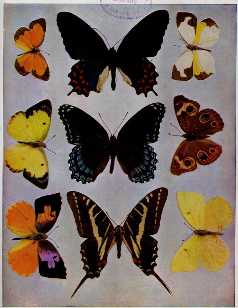 Birds Illustrated Butterflies 0404