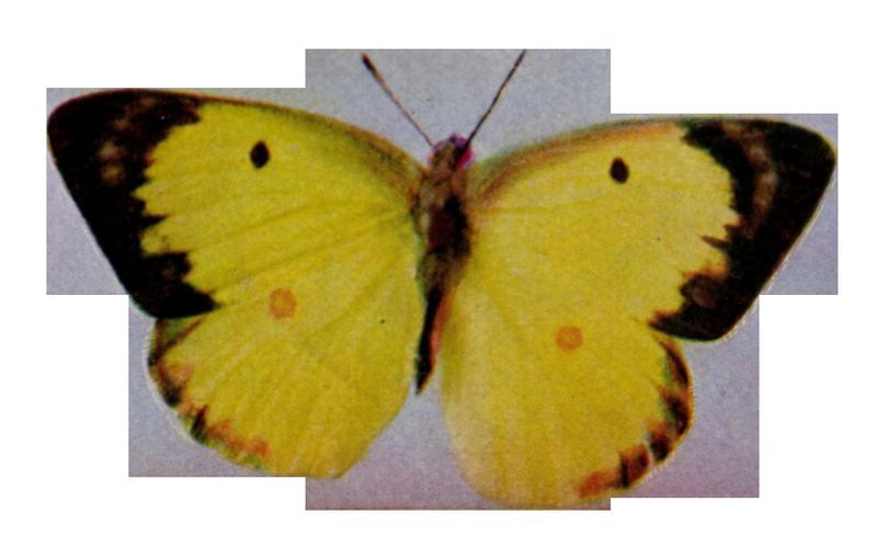 Birds Illustrated Colias philodice