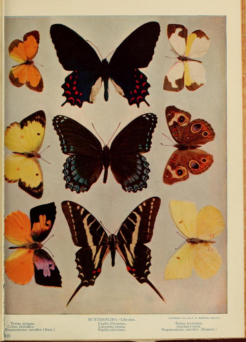 Birds and nature (1906) (14563812100)