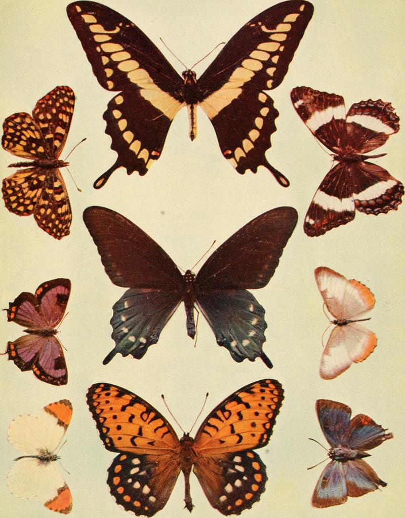 Birds and nature (1906) (14571333940)