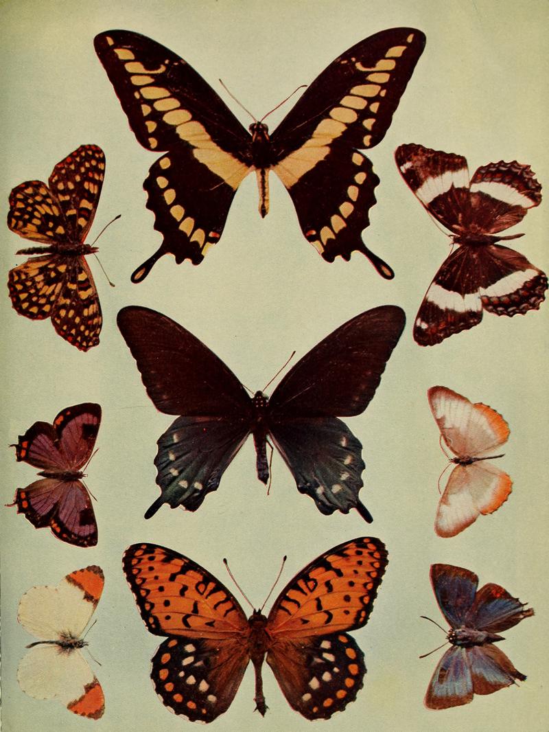Birds and nature (1906) (14748130764)