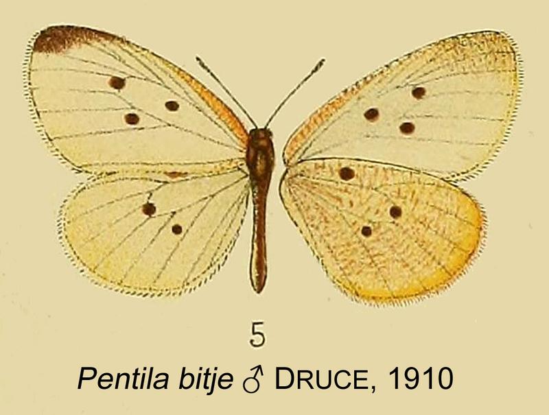 Pentila bitje from original description