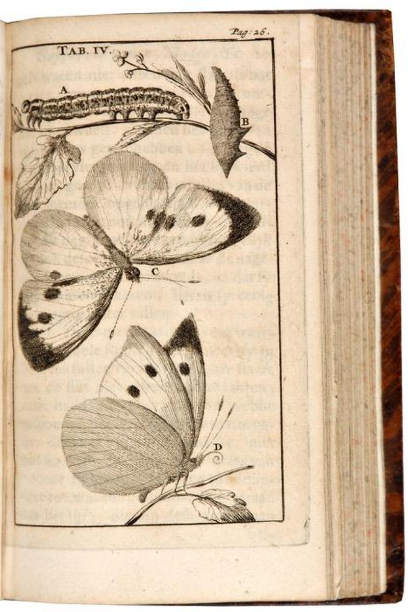 Der Rupsen Der Rupsen Wormen Maden en Vliegende