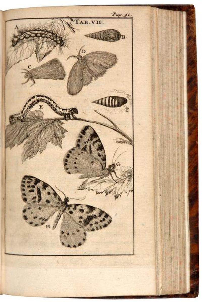 Steven Blankaart Der Rupsen Wormen Maden en Vliegende