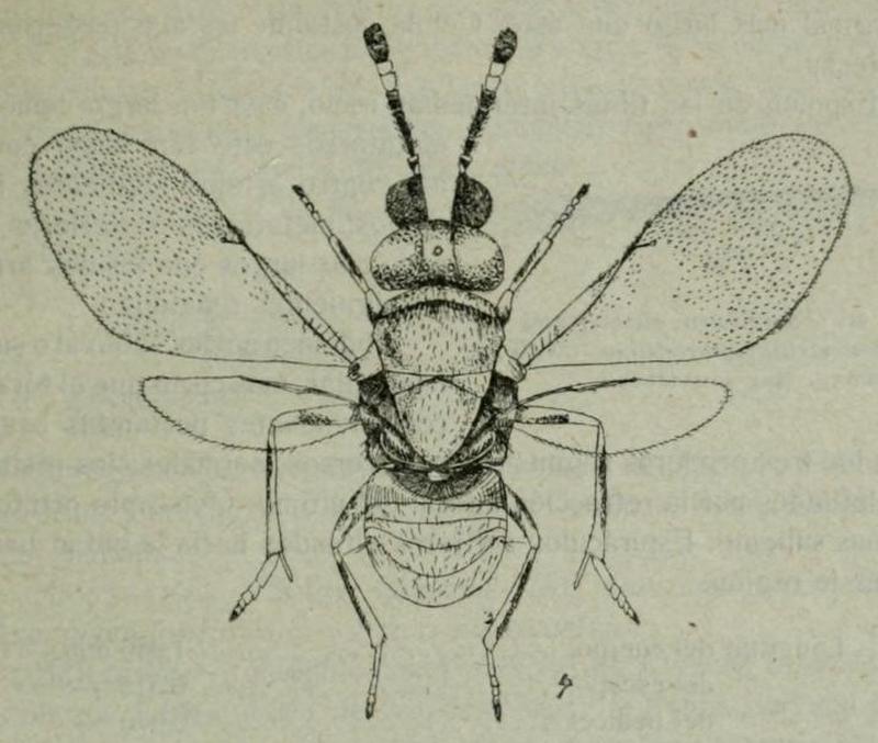 Blastothrix erythrostetha female Fig95 p245