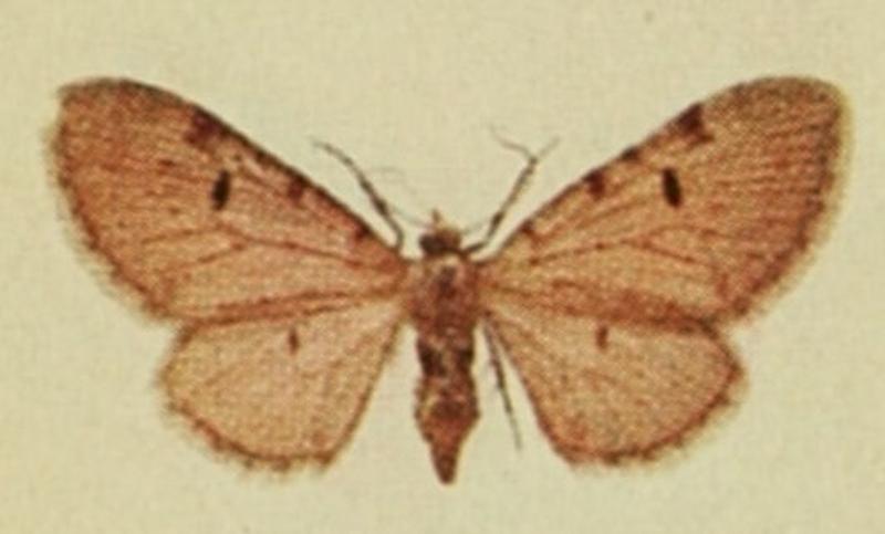 Bleached Pug Moths of the British Isles