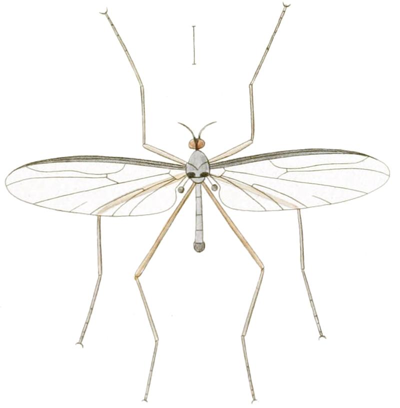 Blepharicera fasciata adult as limbipennis in Macquart 1843