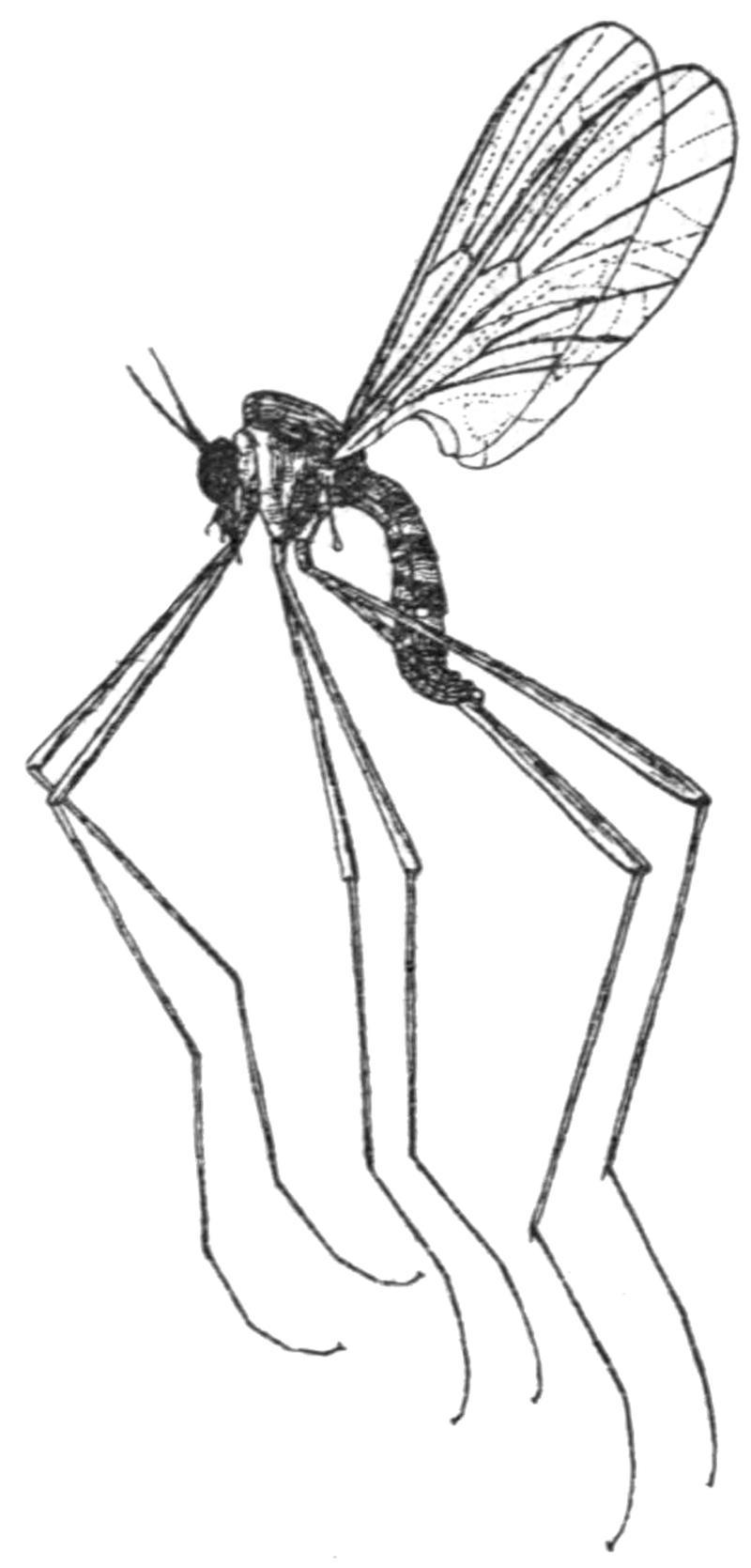 Blepharicera fasciata male Grünberg 1910
