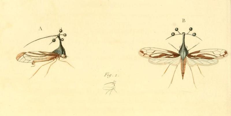 Bocydium tintinnabuliferum 1831