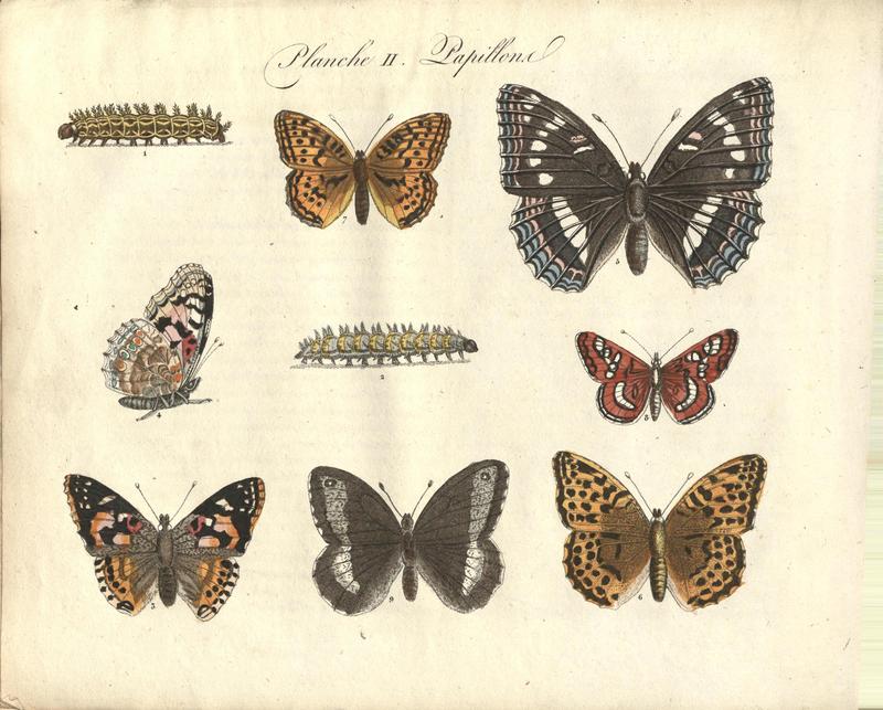 Boek Papillons - 0001 04