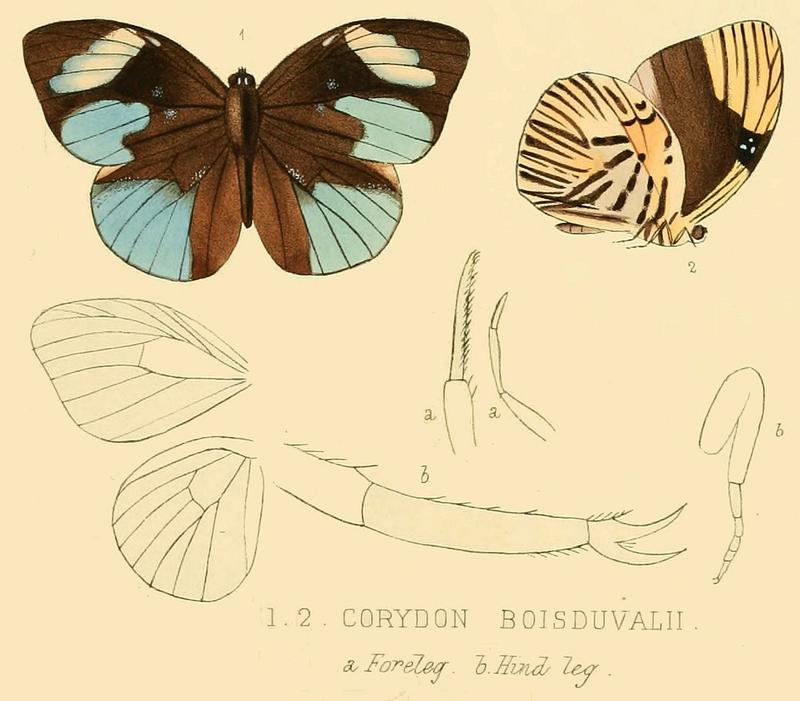Corydon boisduvalii from original description