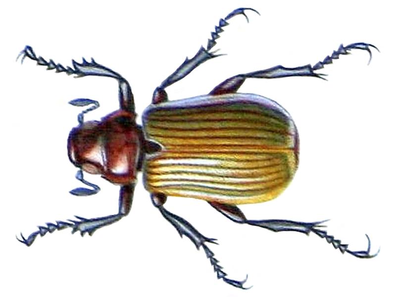 Bolax phalerata