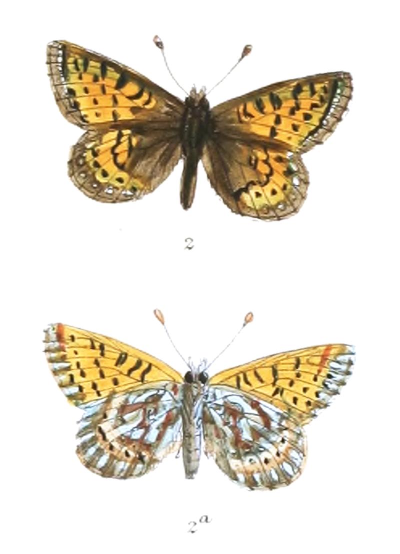 Boloria altissima f 377