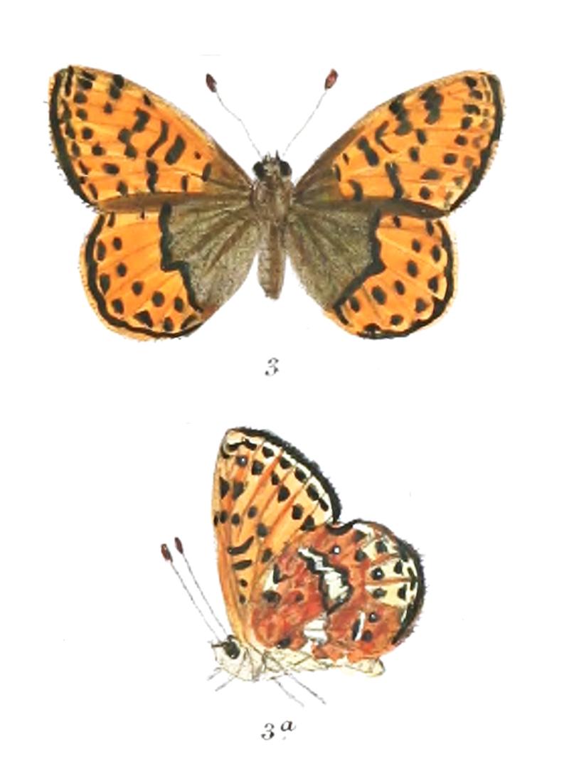 Boloria chitralensis 376 3