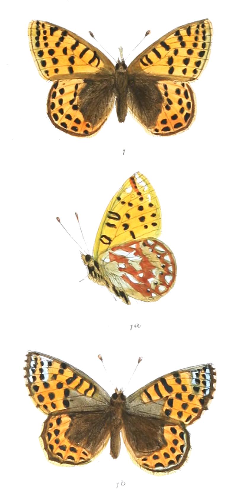 Boloria gemmata 377 1