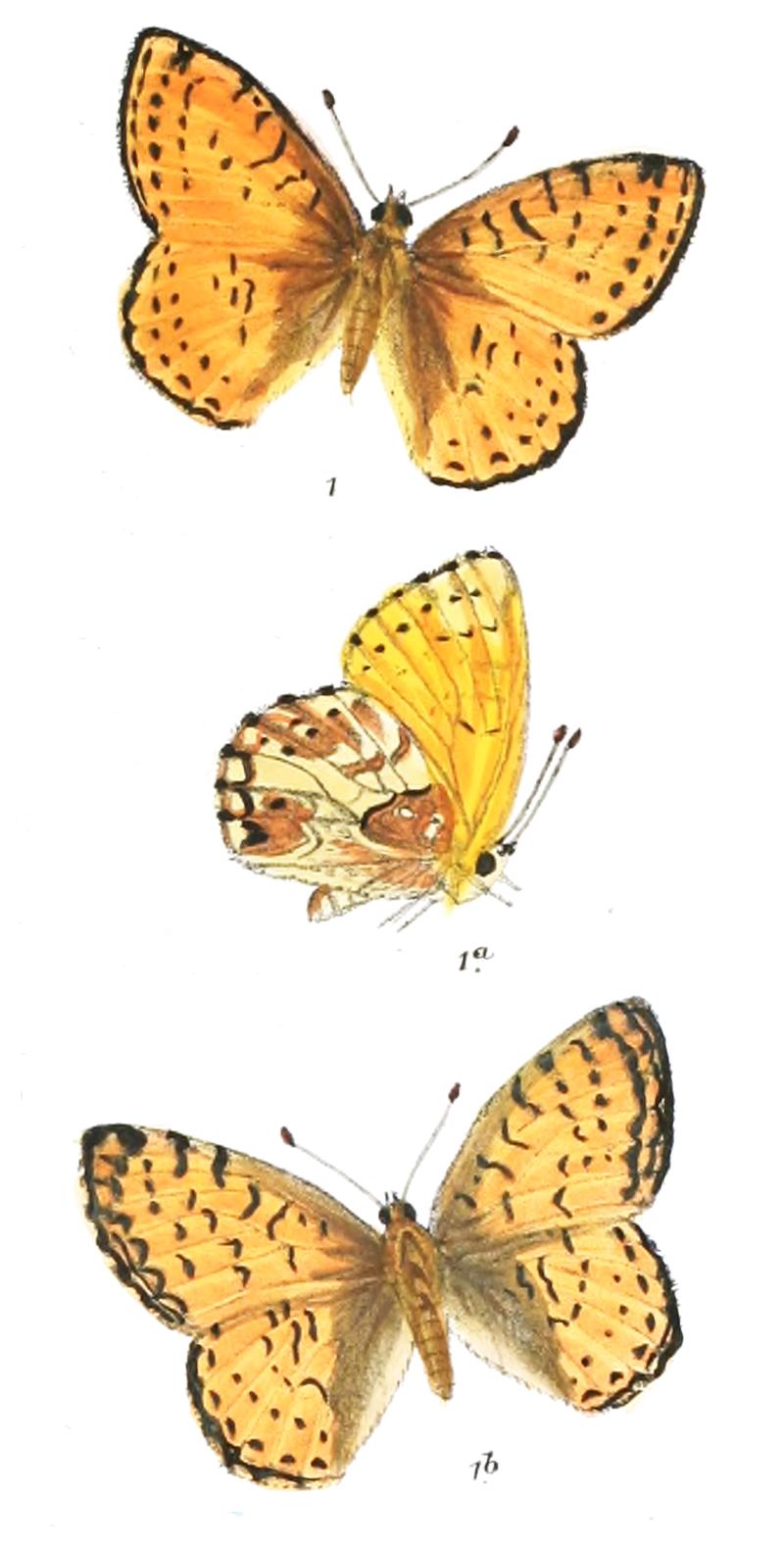 Boloria generator 376 1