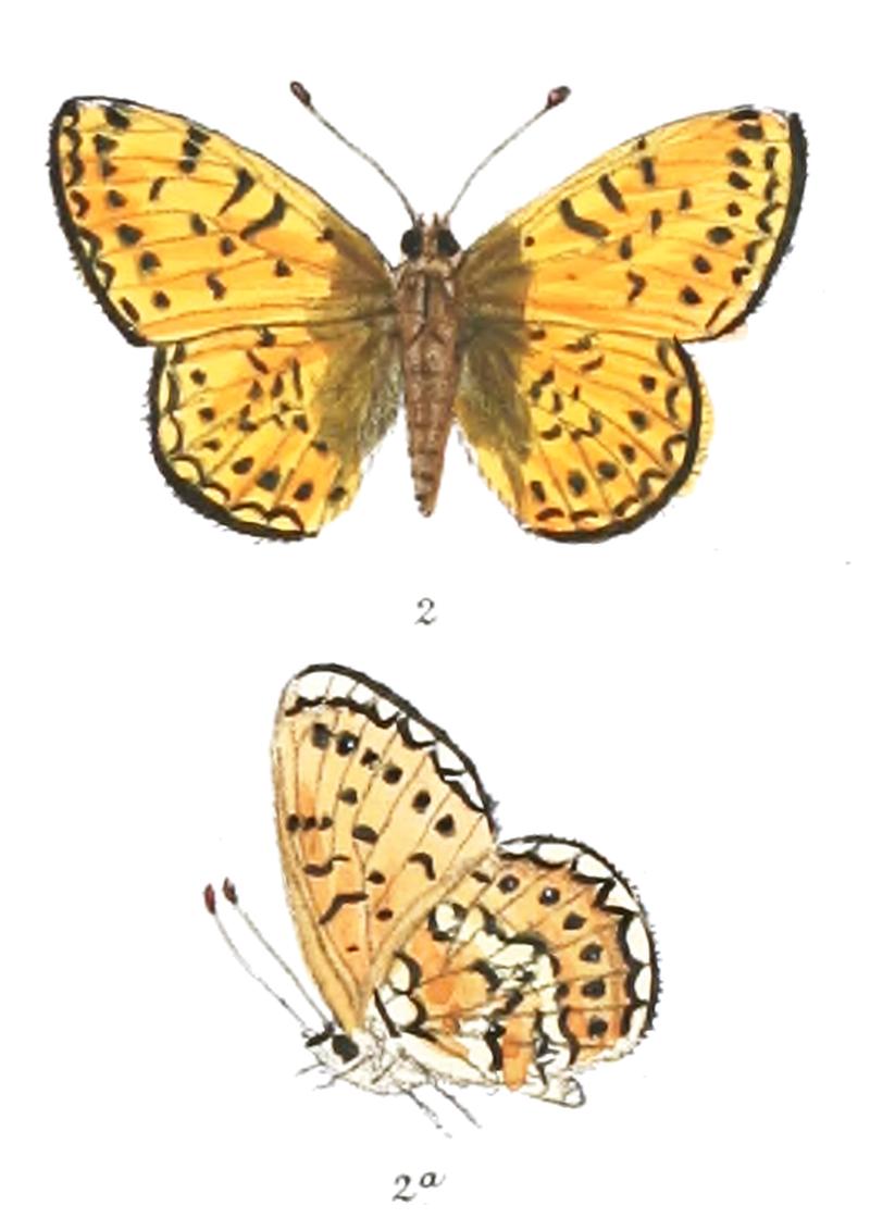 Boloria hegemone m 376 2