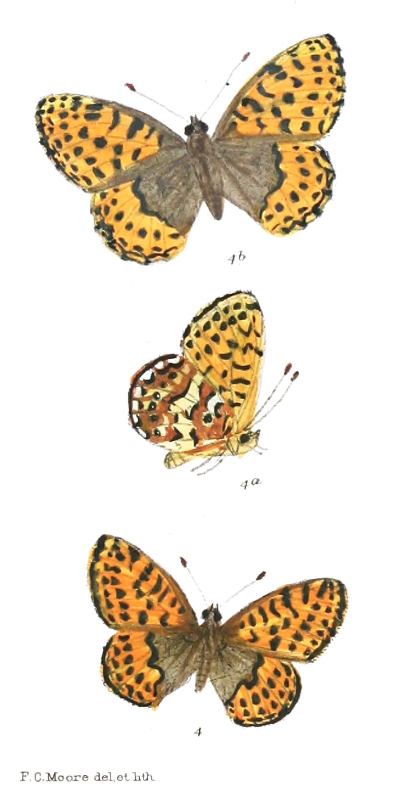 Boloria jerdoni 376 4