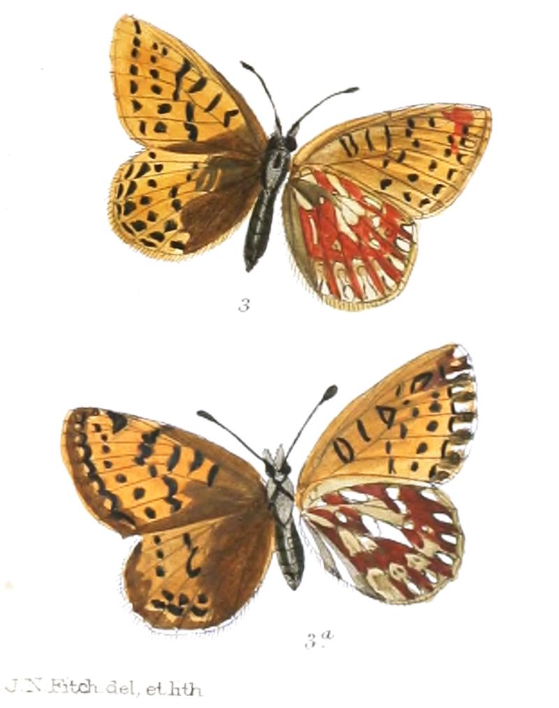 Boloria mackinnonii 377