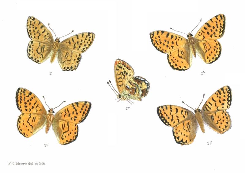Boloria sipora 375 2