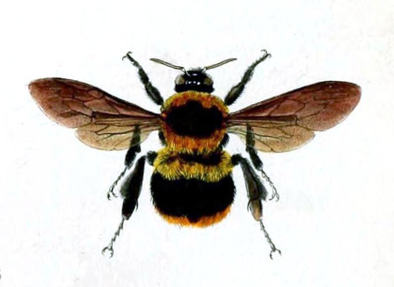 Bombus impetuosus proceedingsofgen71zool 0323