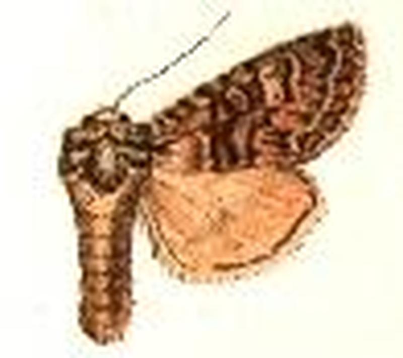 Bombycia curvifascia