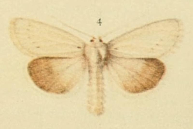 Bond's Wainscot Moths of the British Isles