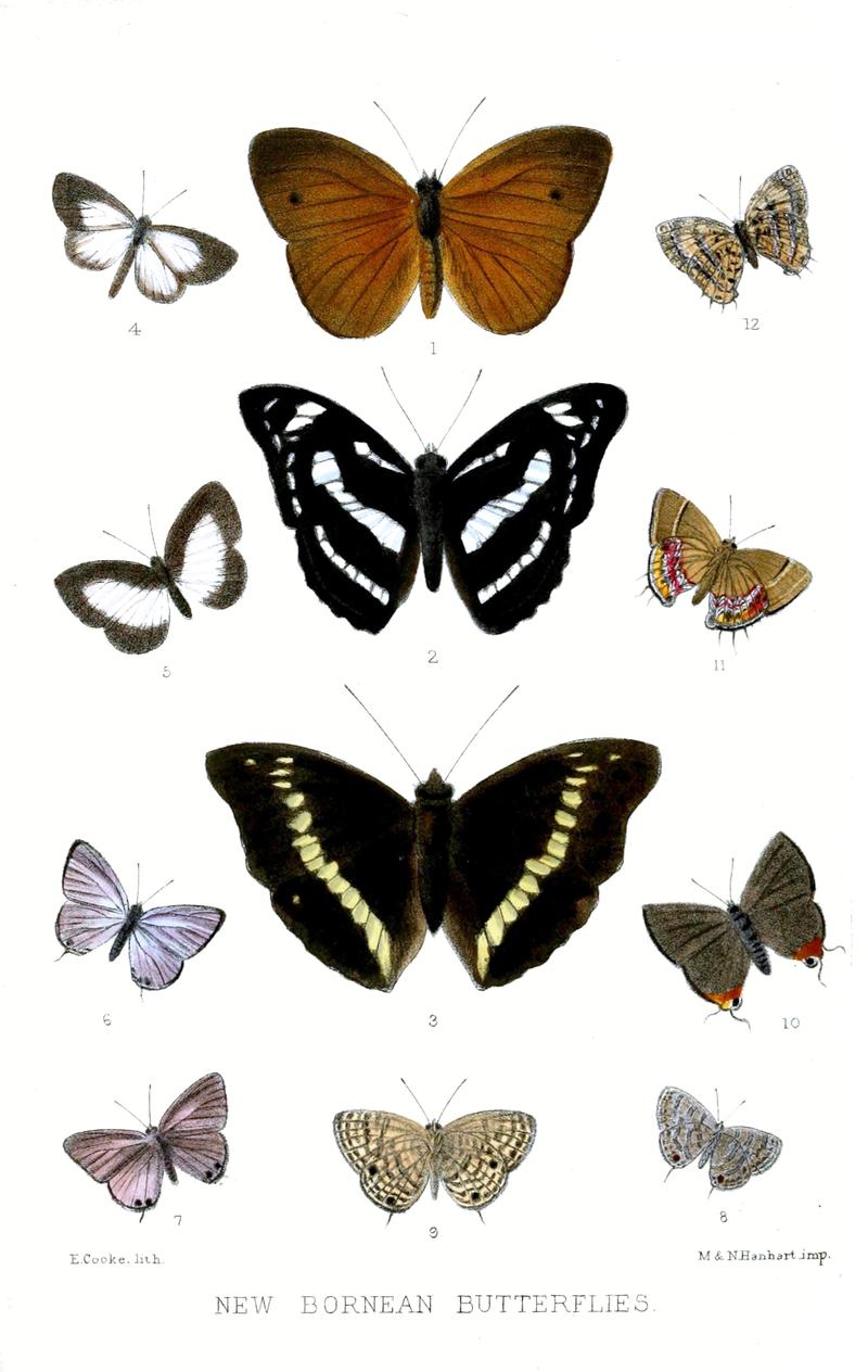 BorneanLepidoptera1 PZSL1873