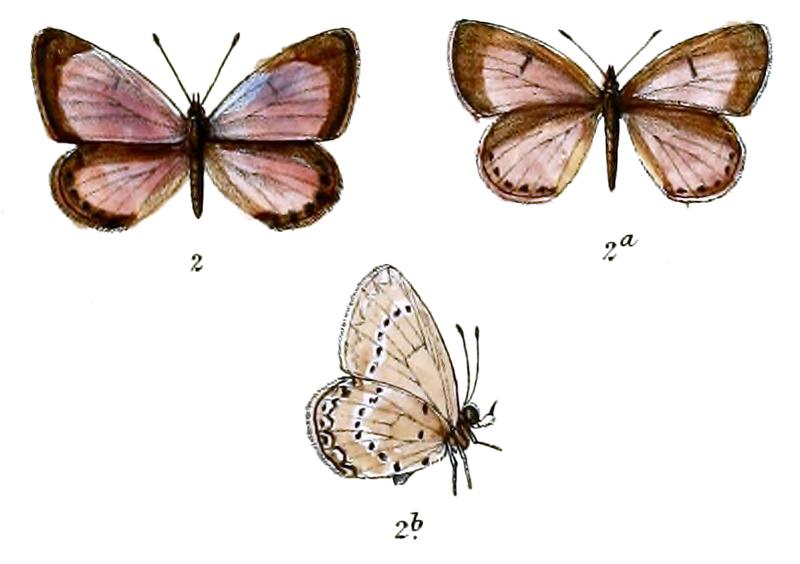 Bothrinia chennellii