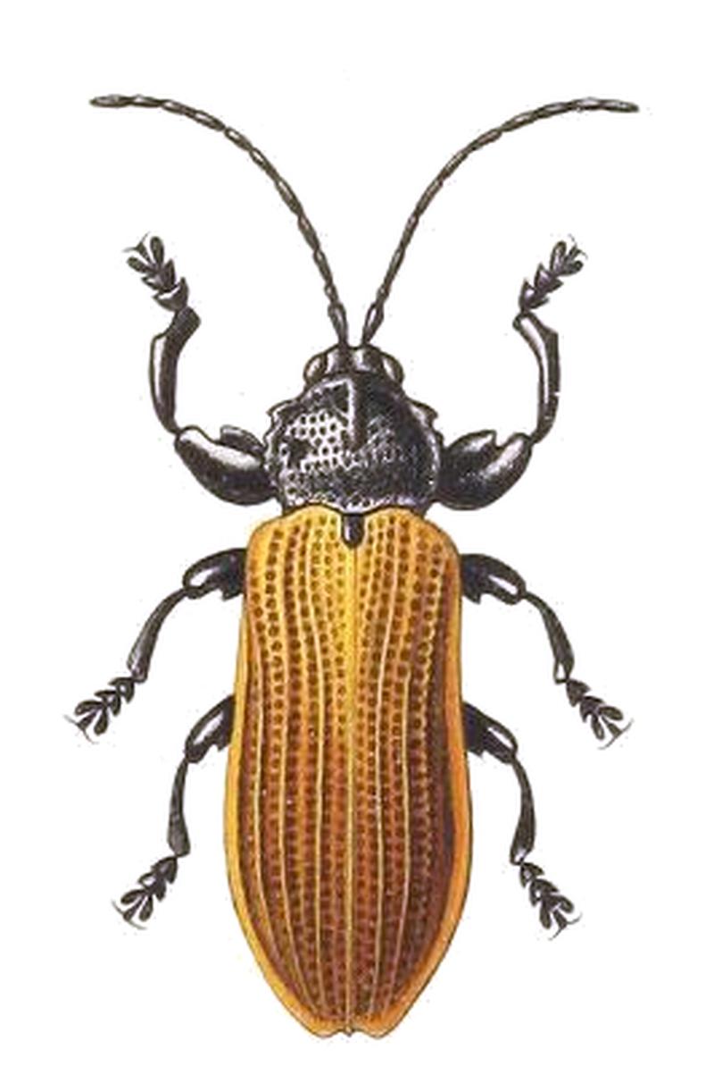 Botryonopa opaca