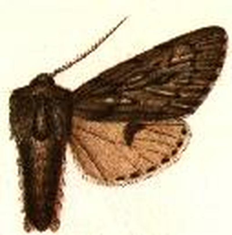 Brachionycha borealis