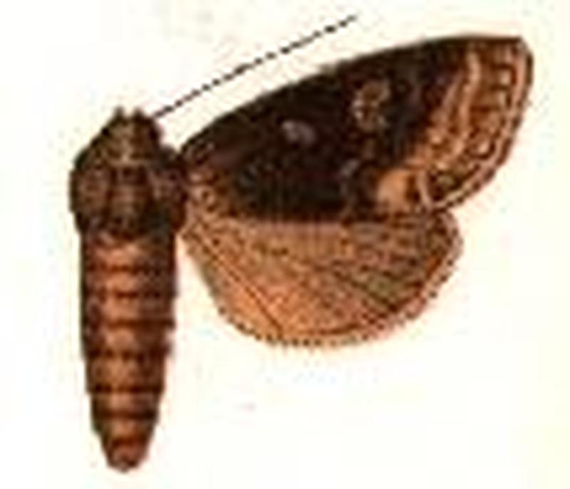 Brachylomia discinigra