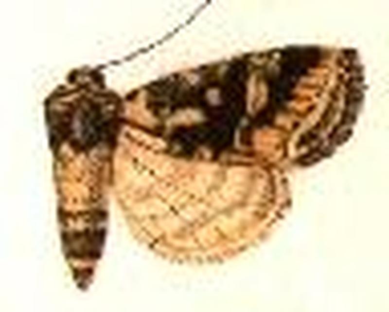 Brachylomia discolor