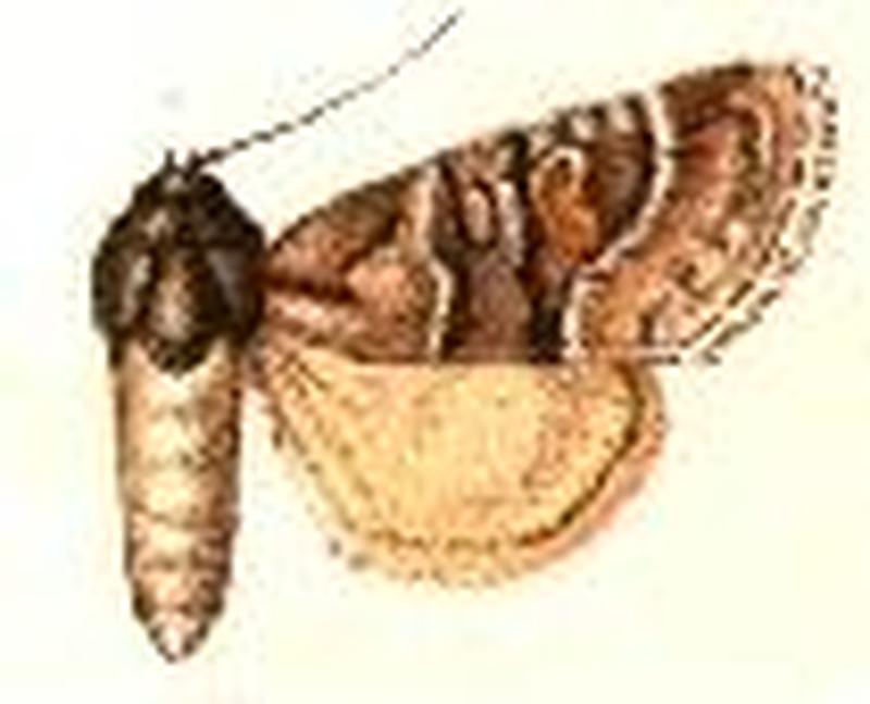 Brachylomia rectifascia