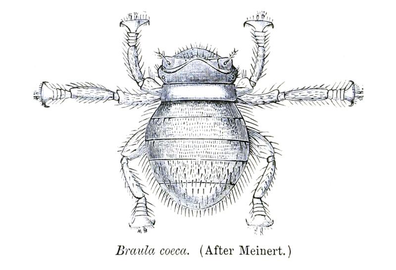 Braula coeca Sharp