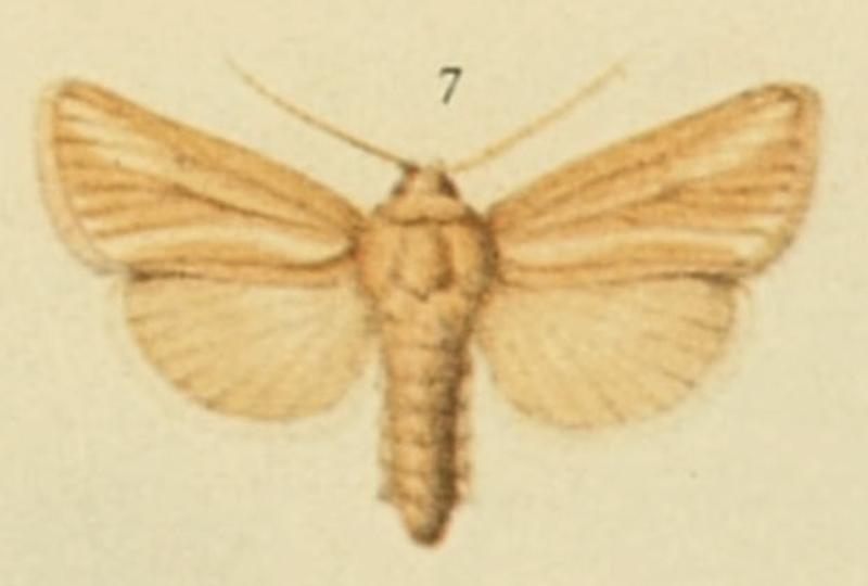 Brighton Wainscot Moths of the British Isles