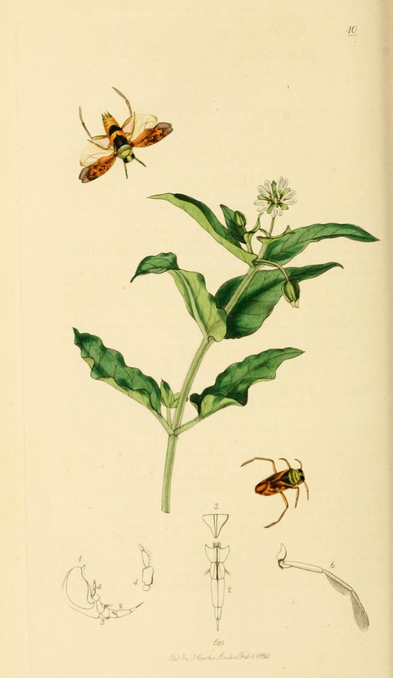 British Entomology Volume 7 (John Curtis) Plate10