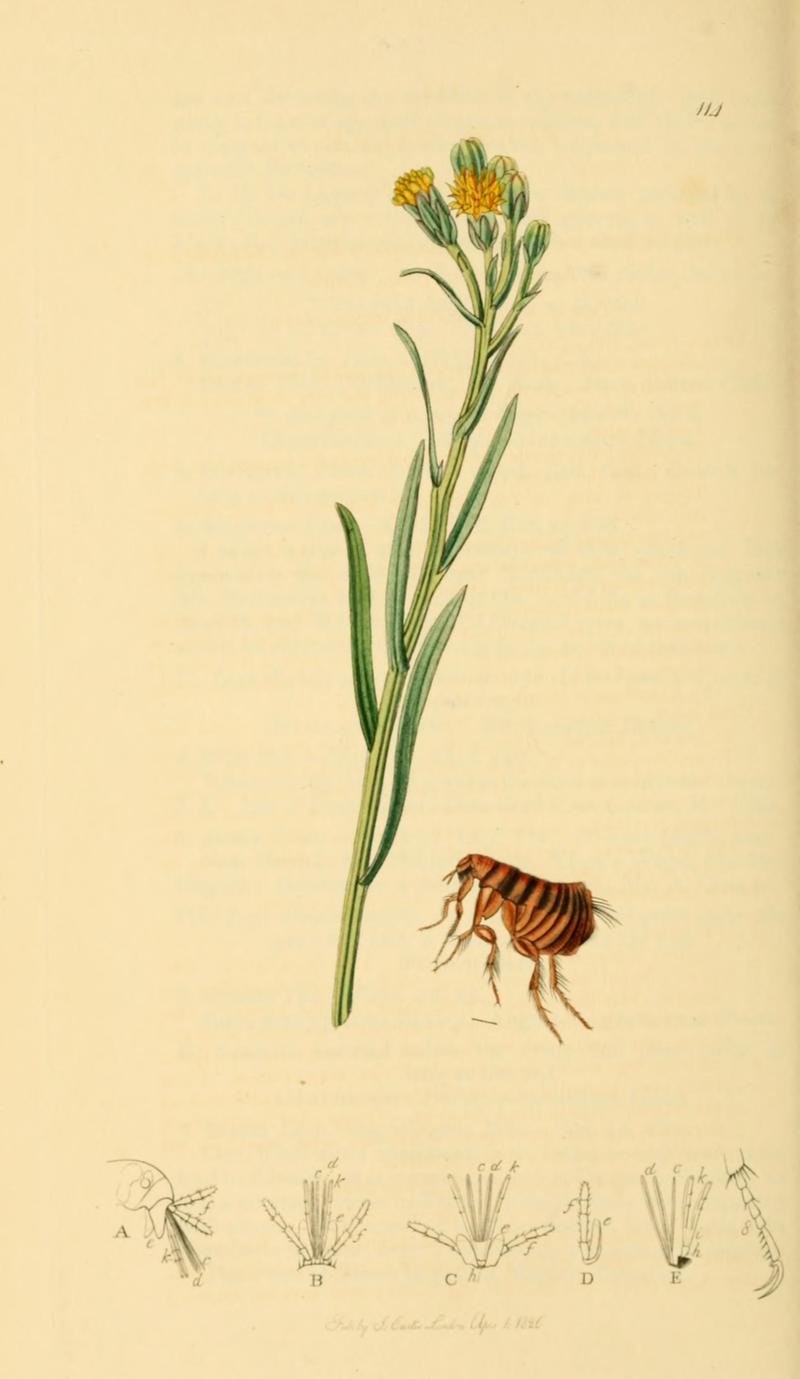 British Entomology Volume 7 (John Curtis) Plate114
