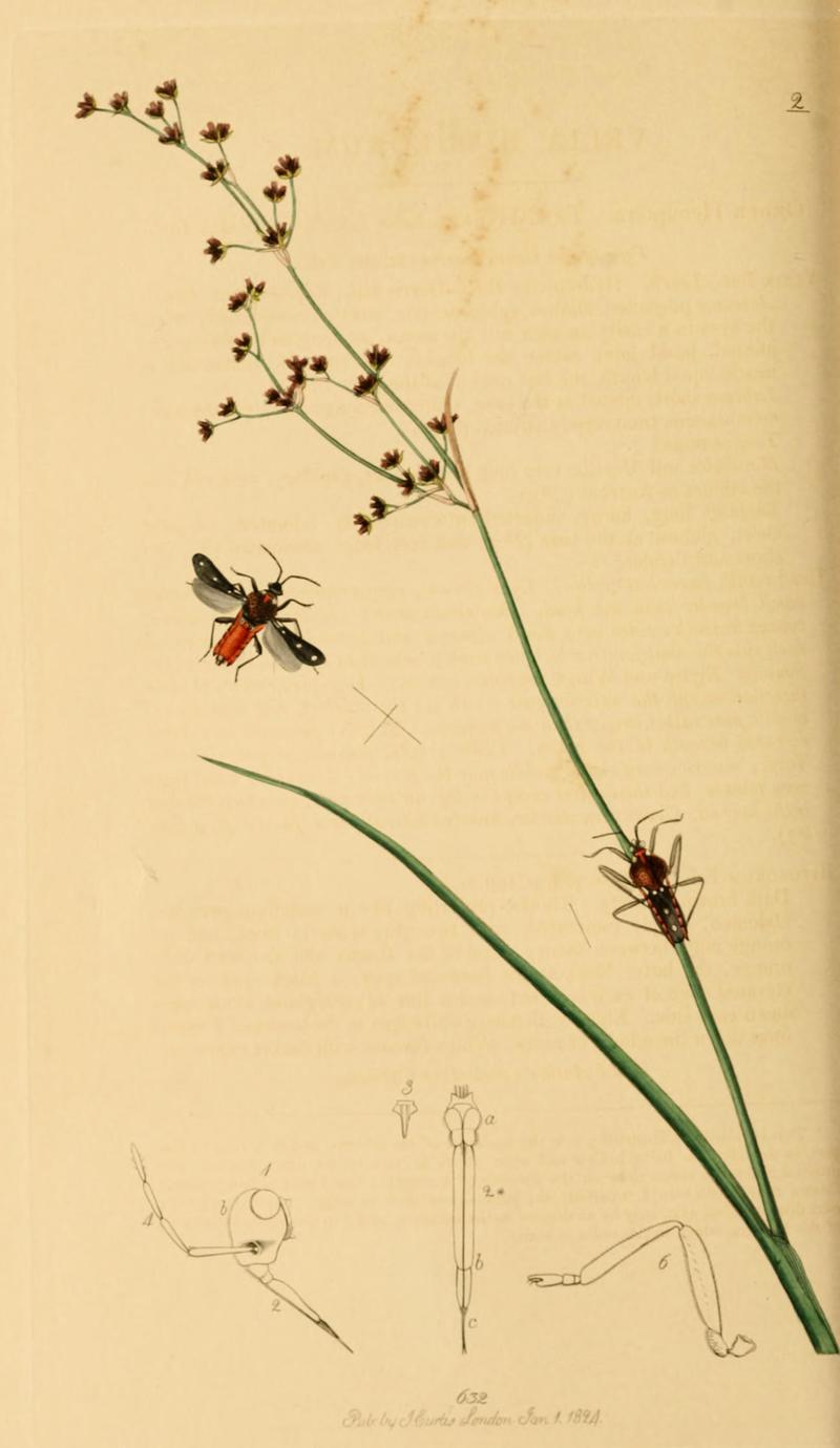 British Entomology Volume 7 (John Curtis) Plate2