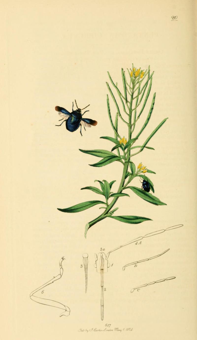 British Entomology Volume 7 (John Curtis) Plate20
