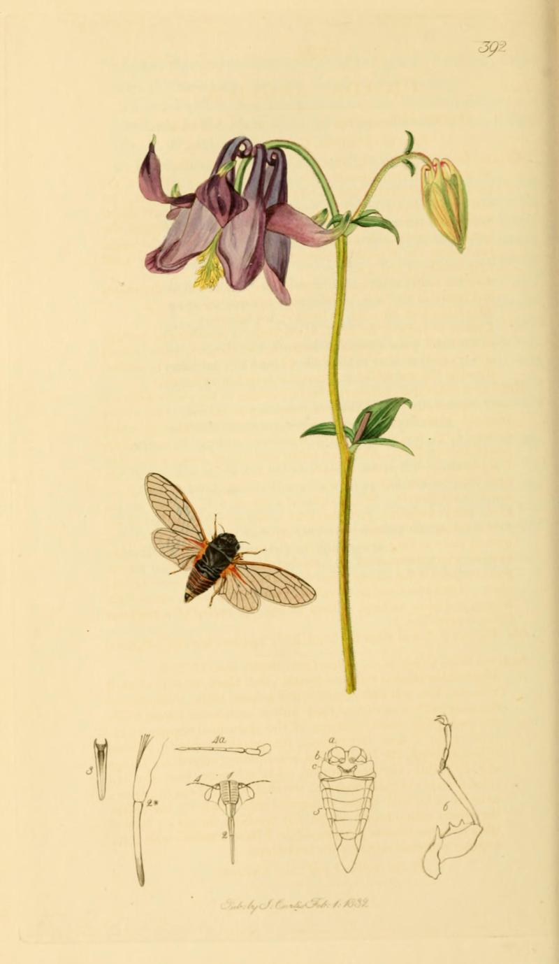 British Entomology Volume 7 (John Curtis) Plate392