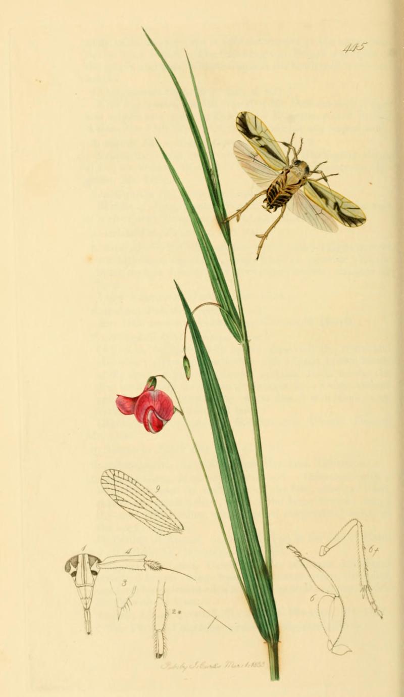 British Entomology Volume 7 (John Curtis) Plate445