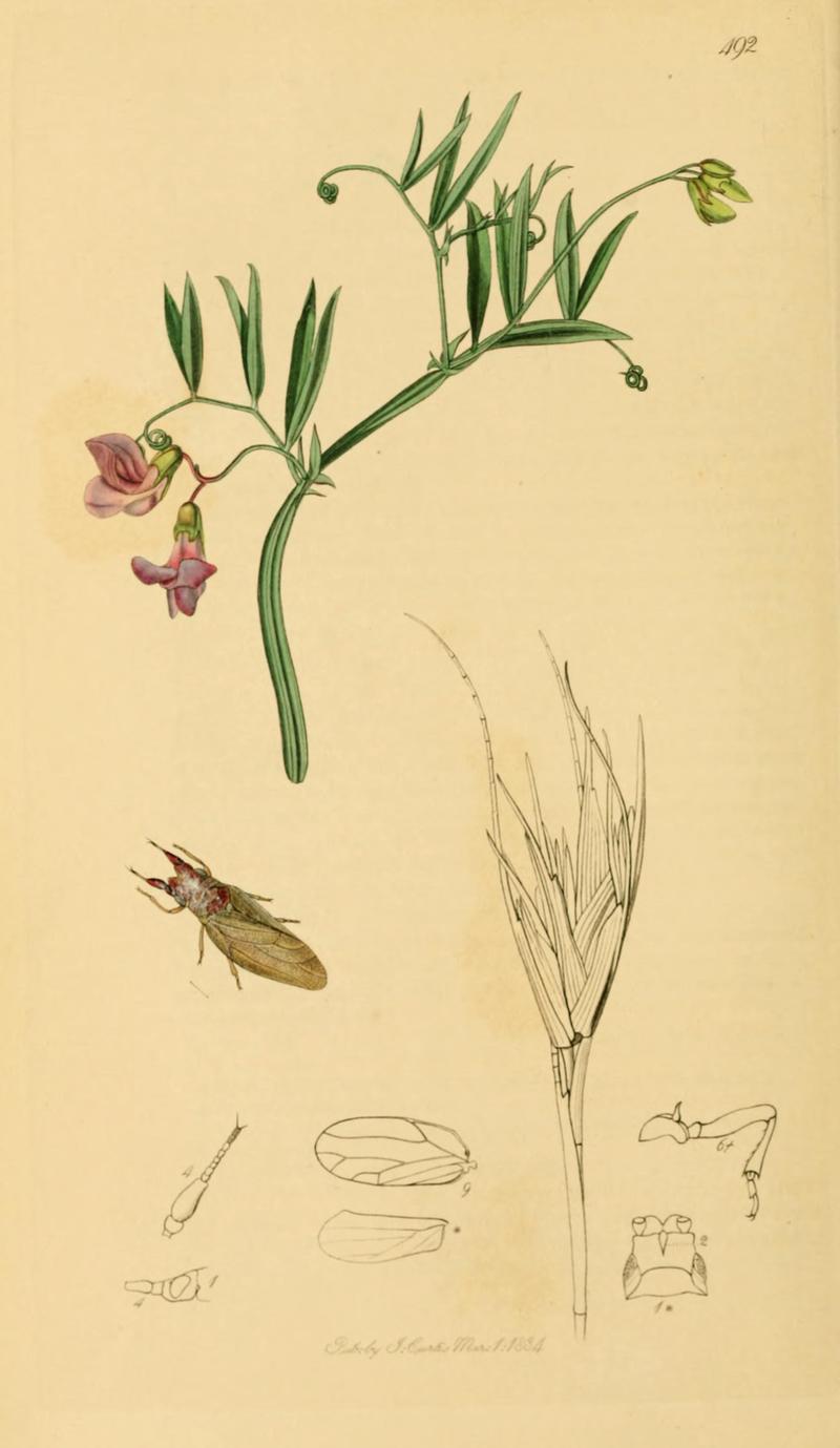 British Entomology Volume 7 (John Curtis) Plate492