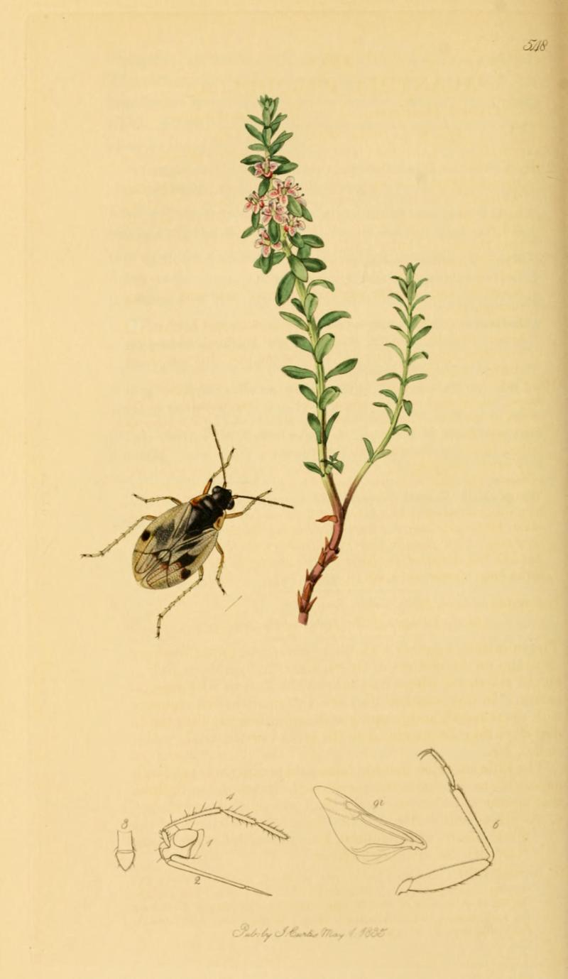 British Entomology Volume 7 (John Curtis) Plate548