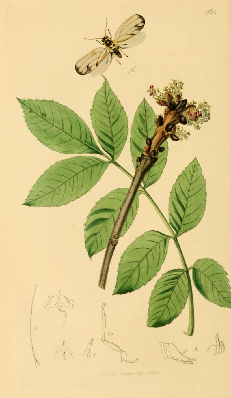 British Entomology Volume 7 (John Curtis) Plate565