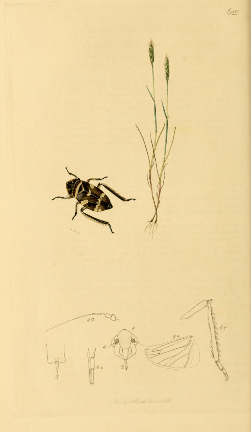 British Entomology Volume 7 (John Curtis) Plate620