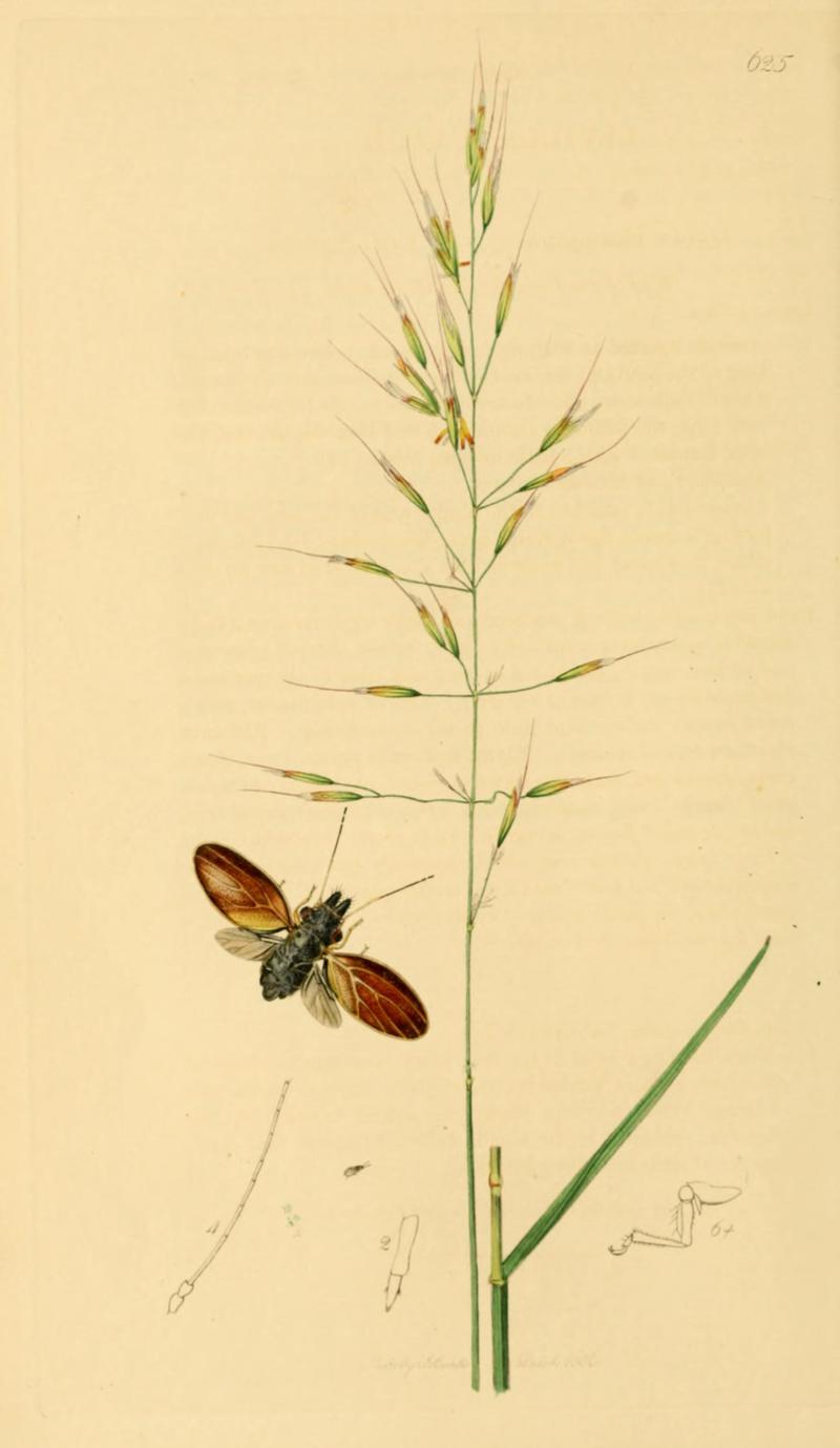 British Entomology Volume 7 (John Curtis) Plate625