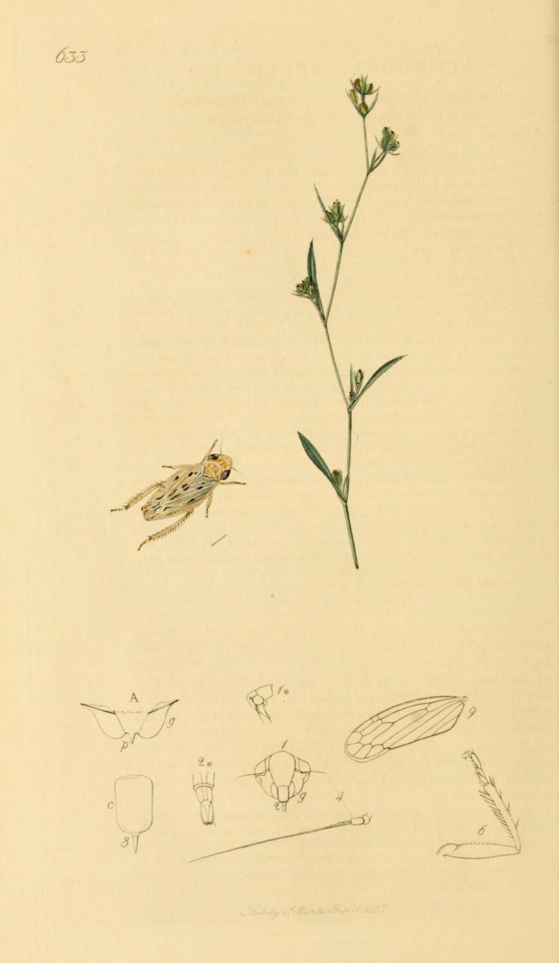 British Entomology Volume 7 (John Curtis) Plate633